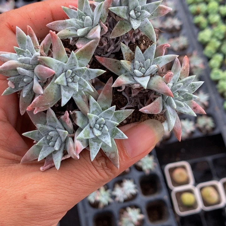 白菊5颗  （满9.99包邮不满9.99发叶子）