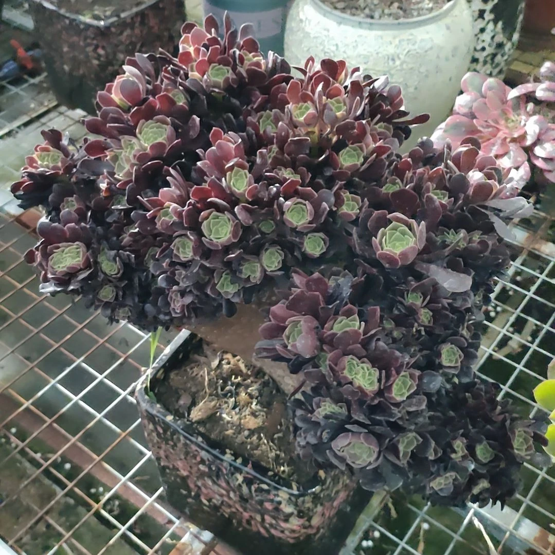 赵*多肉法师锦欧紫朵朵缀化