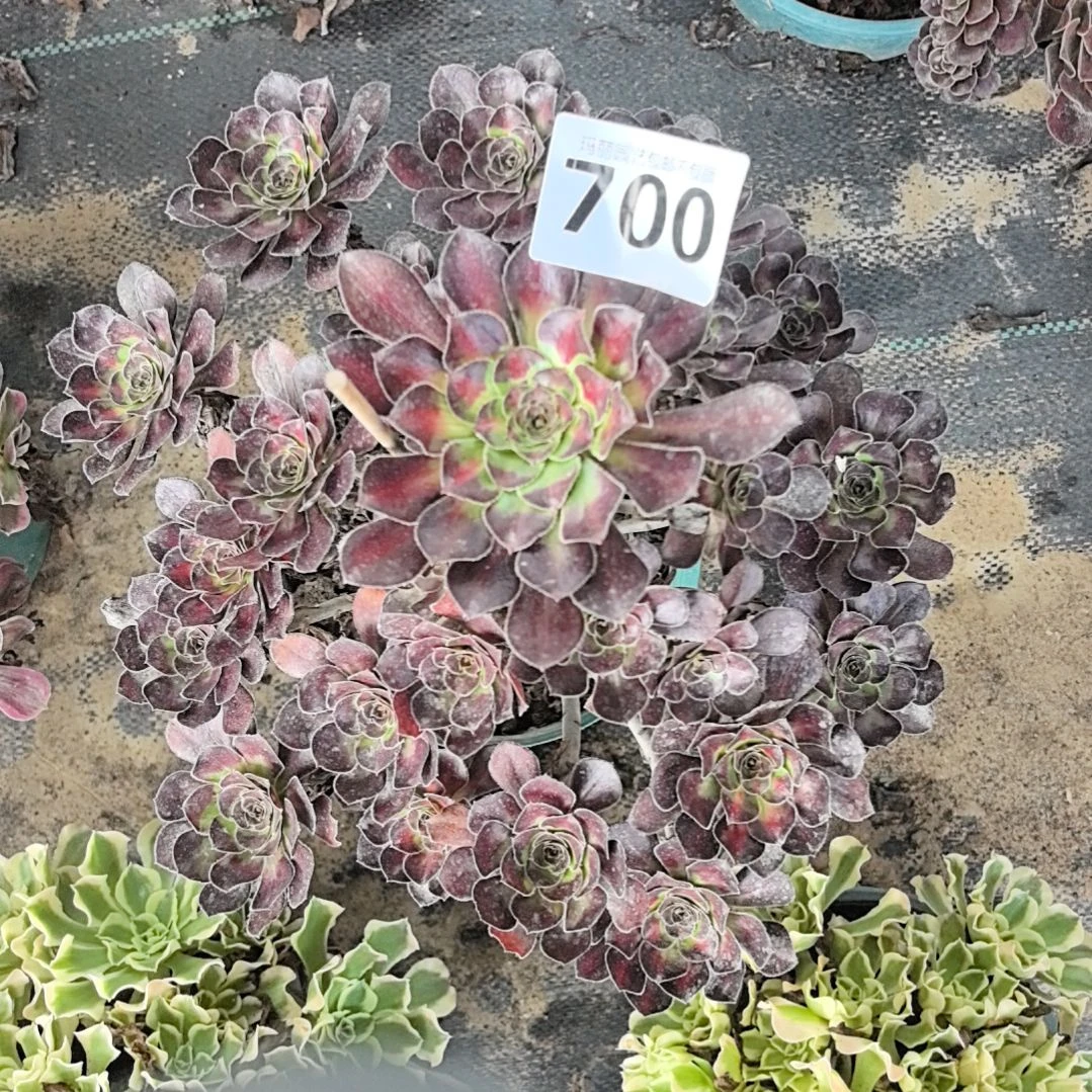 700晚霞法师花2-3