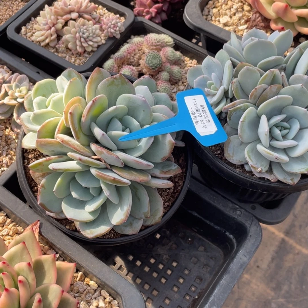 1129-63-韩版奶茶四头一颗