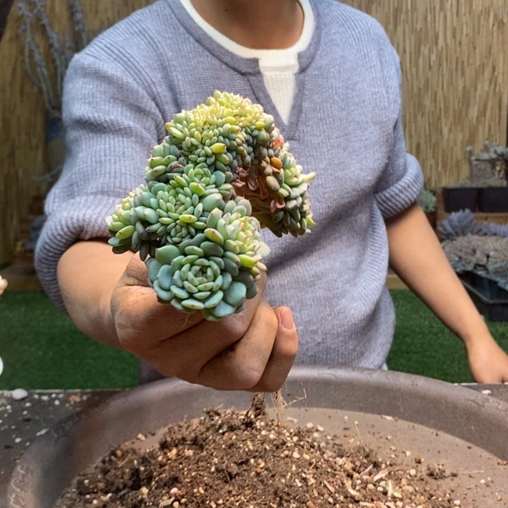 葉***倫189 号白胖子多肉植物
