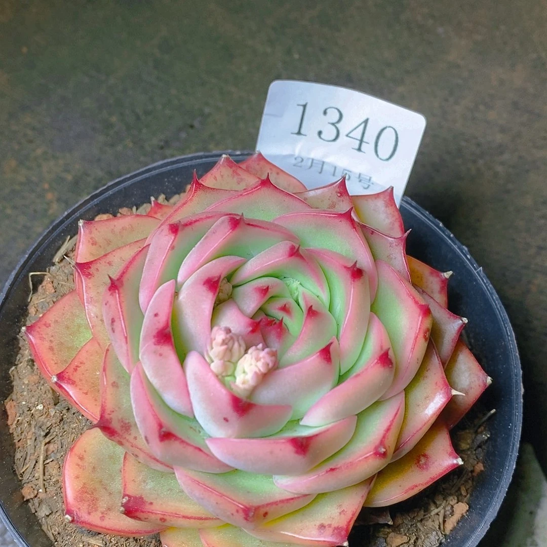 【闪购商品】云1340