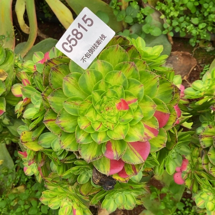 【闪购商品】5815寄养多肉