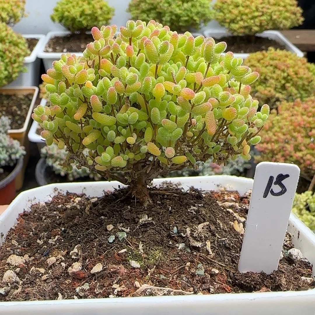 蜜橘糖球一物一拍