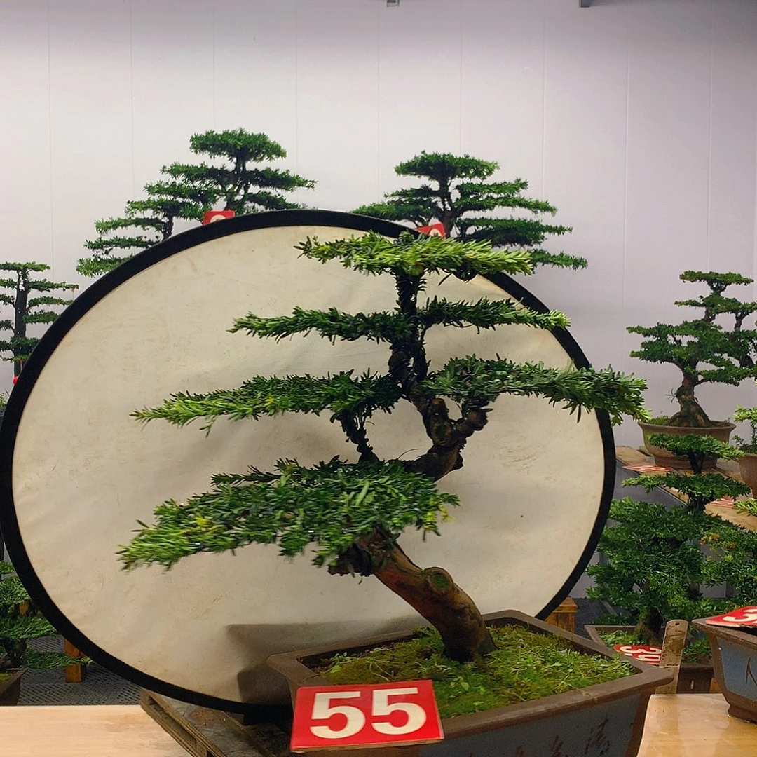 完全开放罗汉松盆景55号