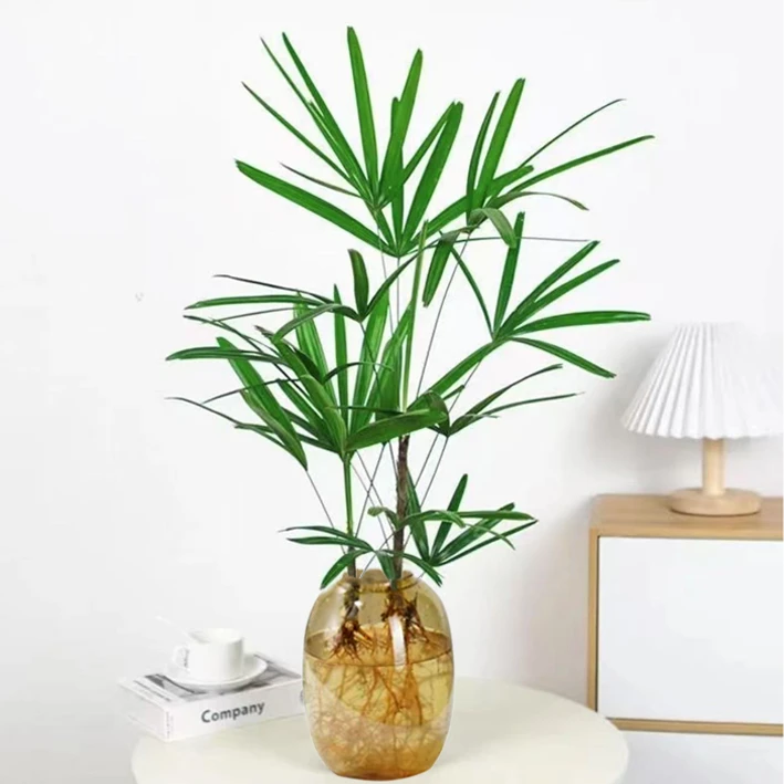 水培植物金山棕竹招财竹室内常绿观叶耐阴好养办公室富贵竹