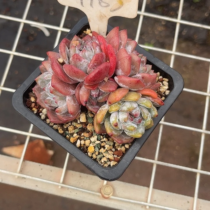 183 两单包邮，一物一拍