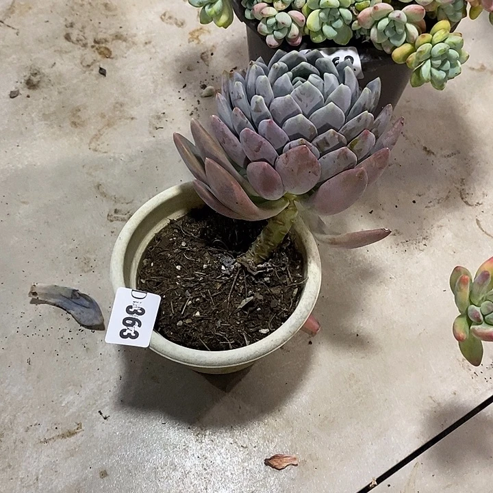 果****363胖美人多肉植物