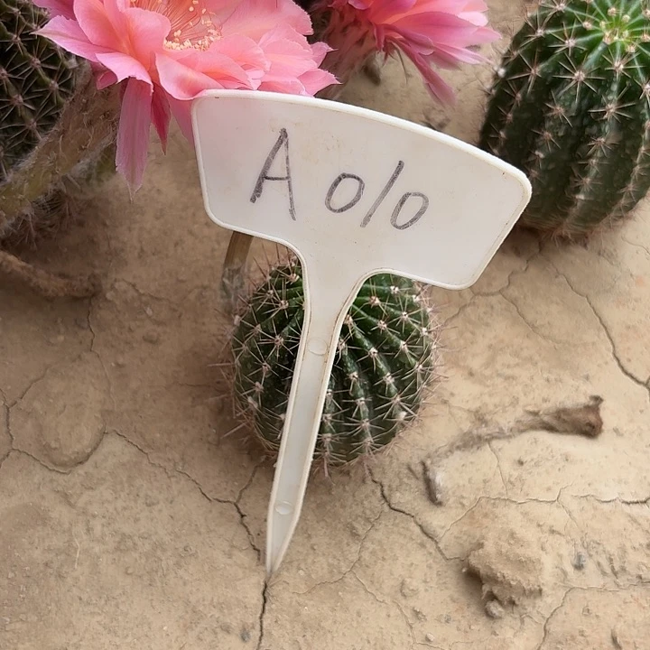 峰*风A010爱慕瑕疵歪头