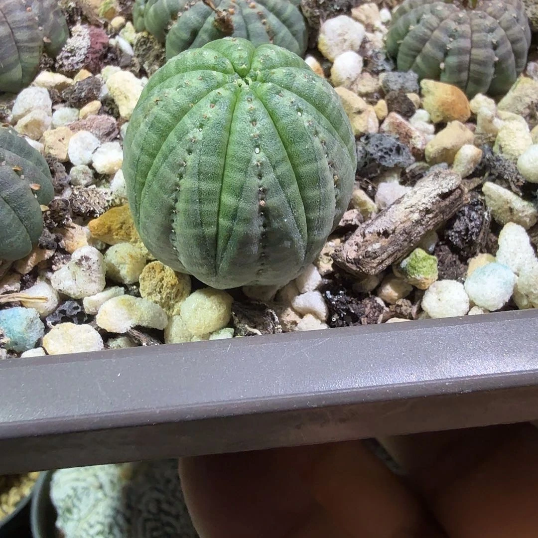 唉***呀多肉植物多肉植物