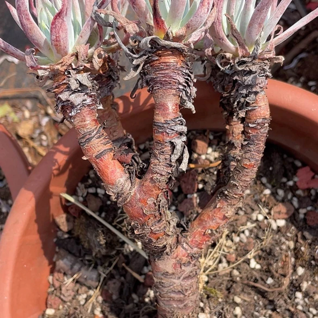 【闪购商品】奴婢吉纳