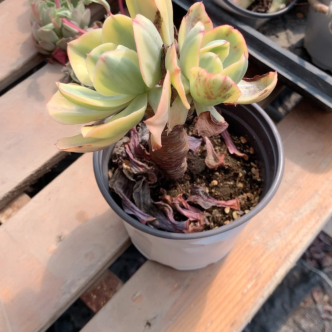 夕阳牡丹锦多肉植物老桩