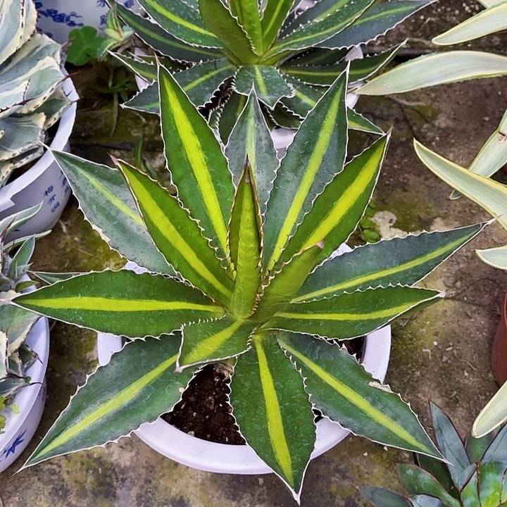 完全开放30cm青黛兰裸根