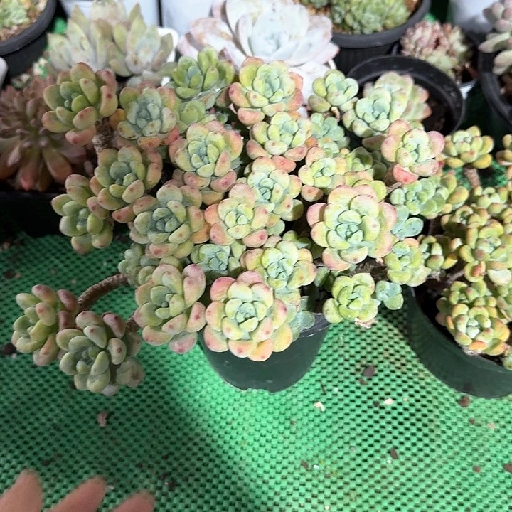 劳尔多肉植物保护