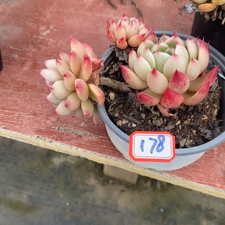 荳*一物一拍杂交多肉178