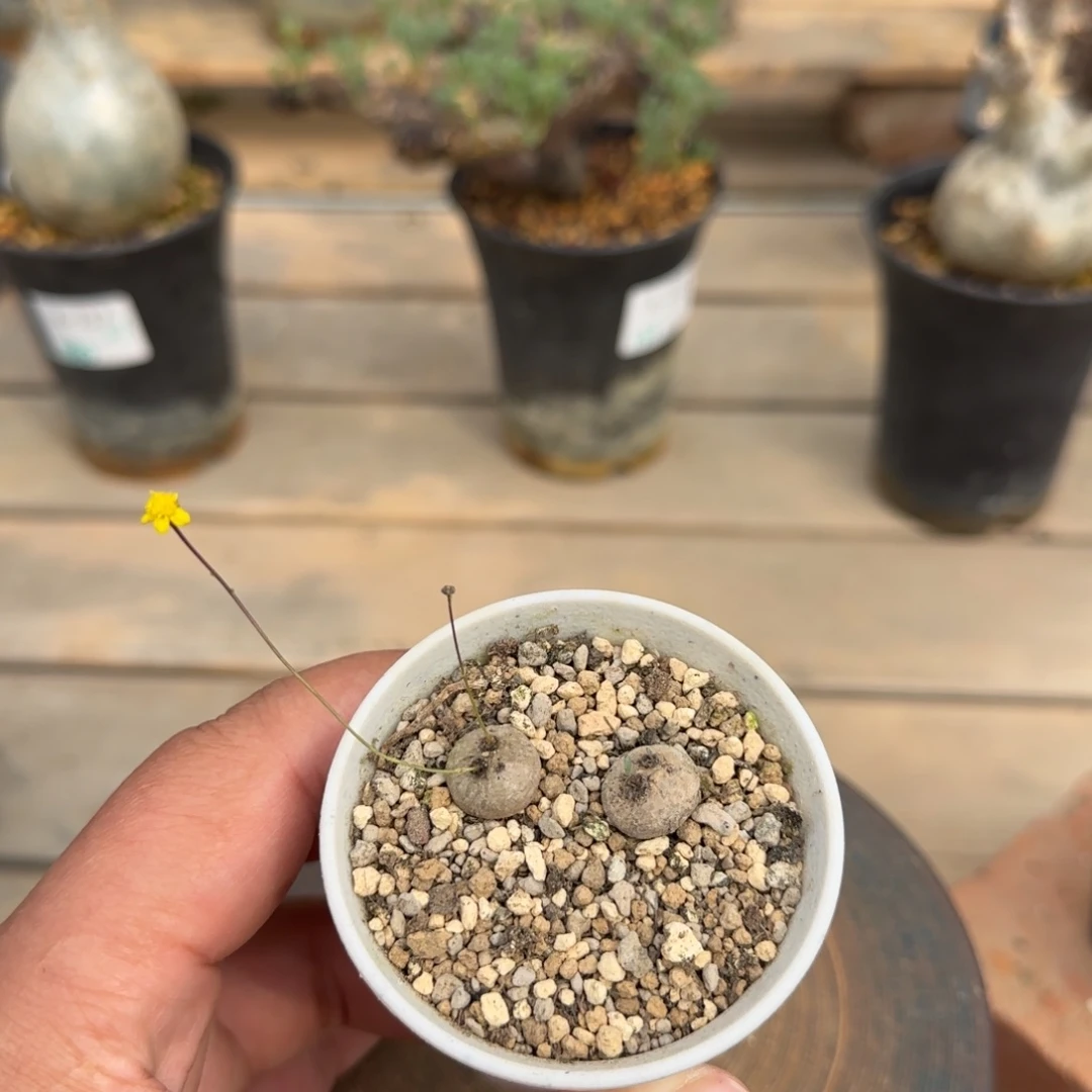 129熔岩格加块根植物