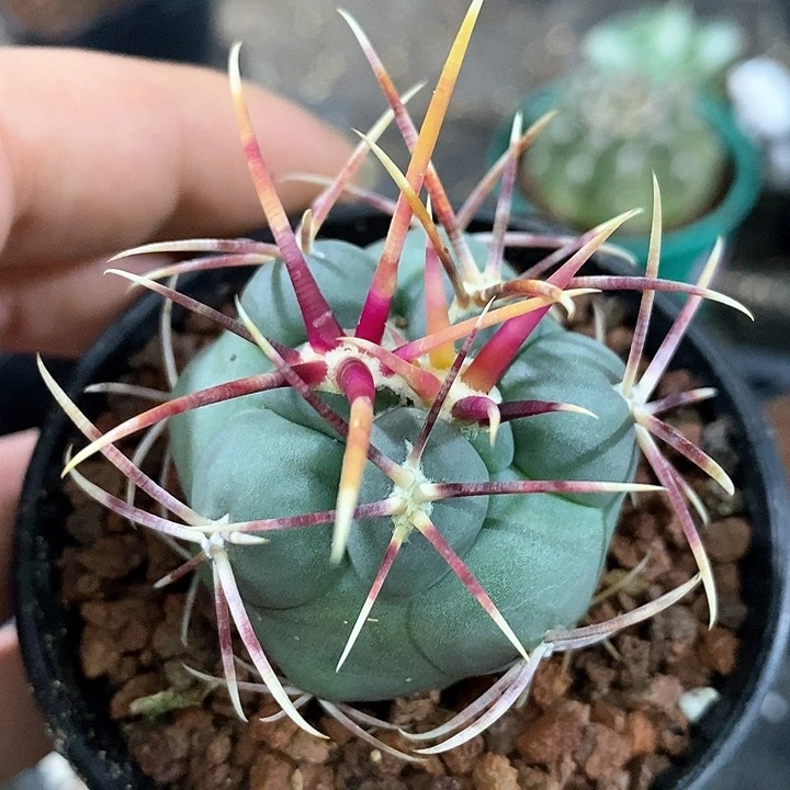 孤品实生优选高木绯冠龙4.5cm