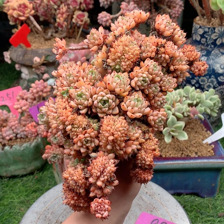 多肉植物一物一拍98