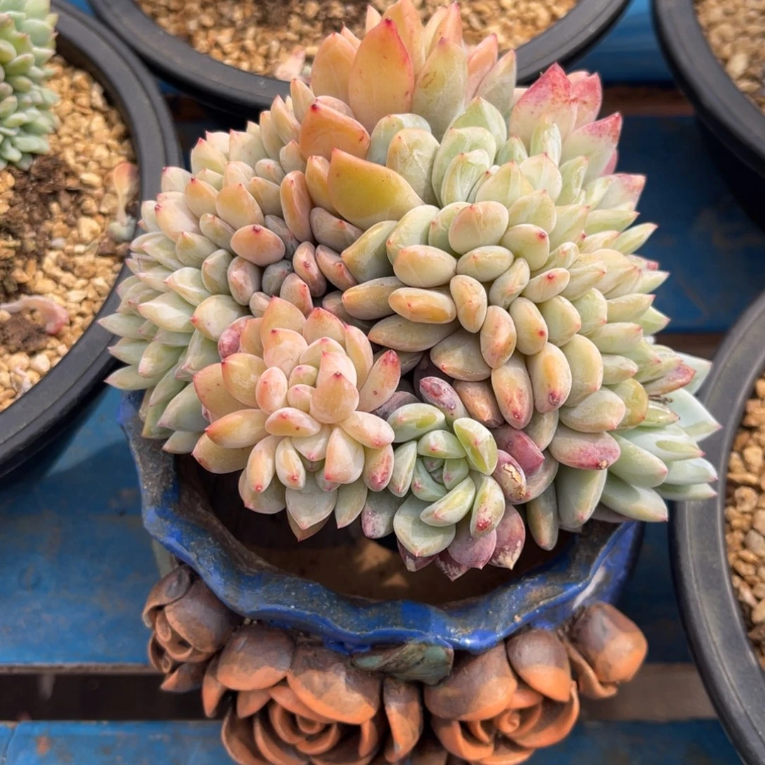 血斑橙梦露缀化158