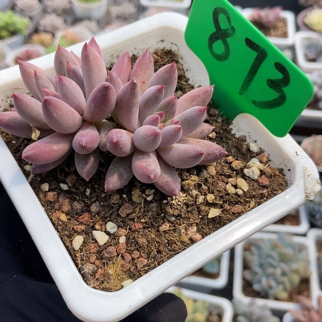 873虞美人多肉植物保护