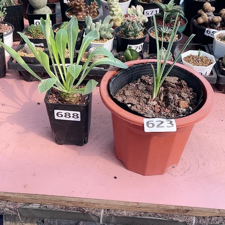 不***！688铁甲丸➕稻草人块根