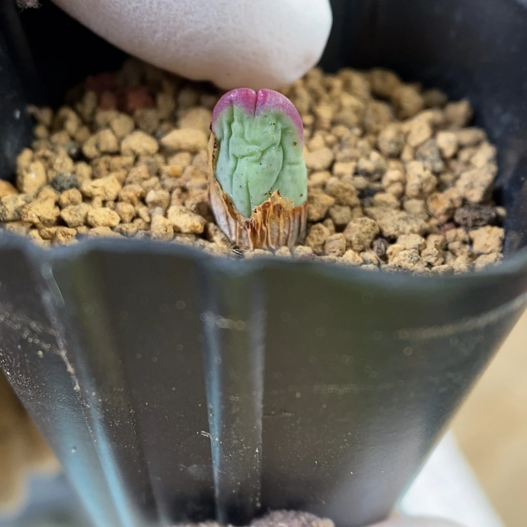 多肉植物肉锥杂交K-3342