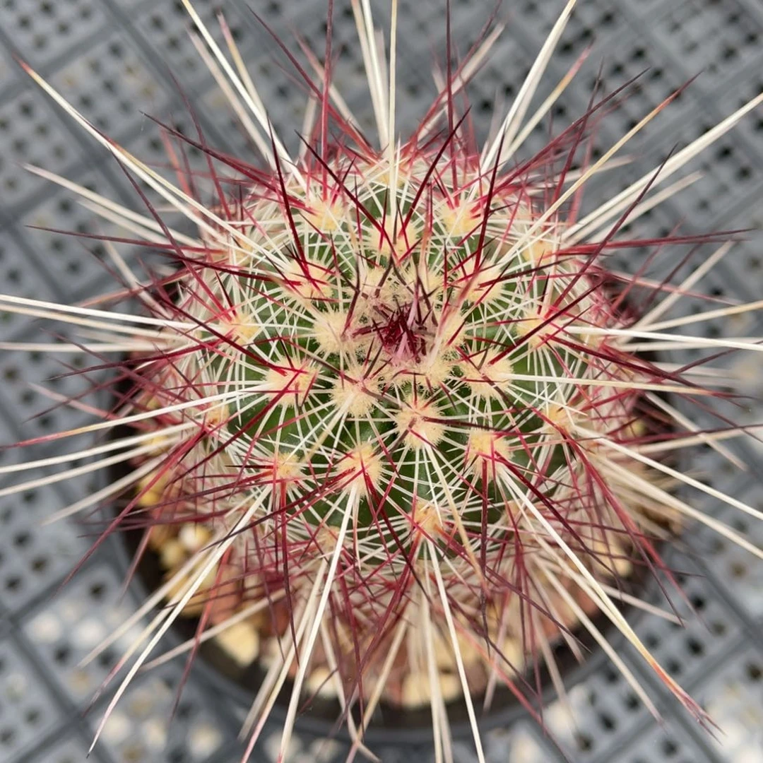 折后价     金栗虾  实生根