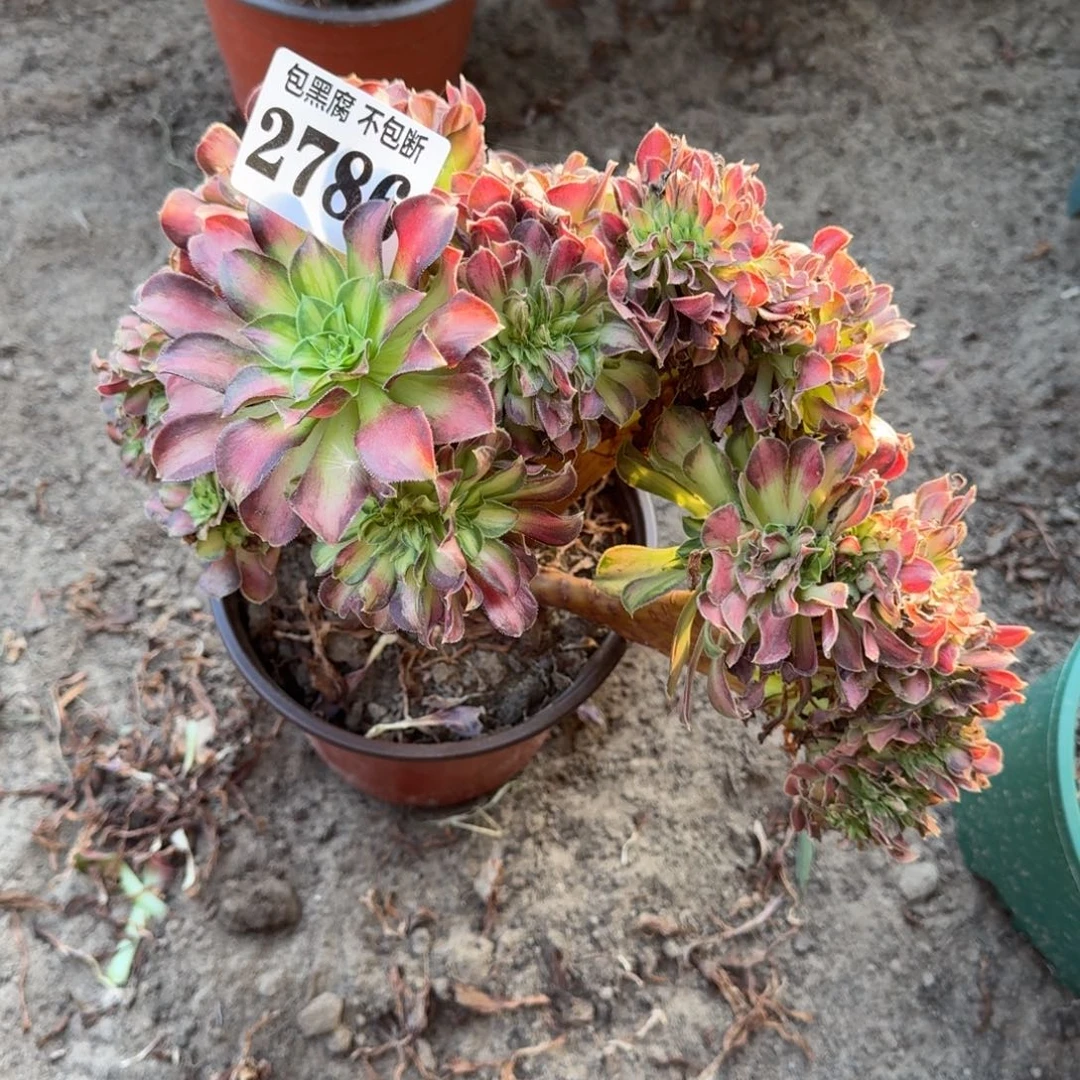 16-48法师韶华缀2786