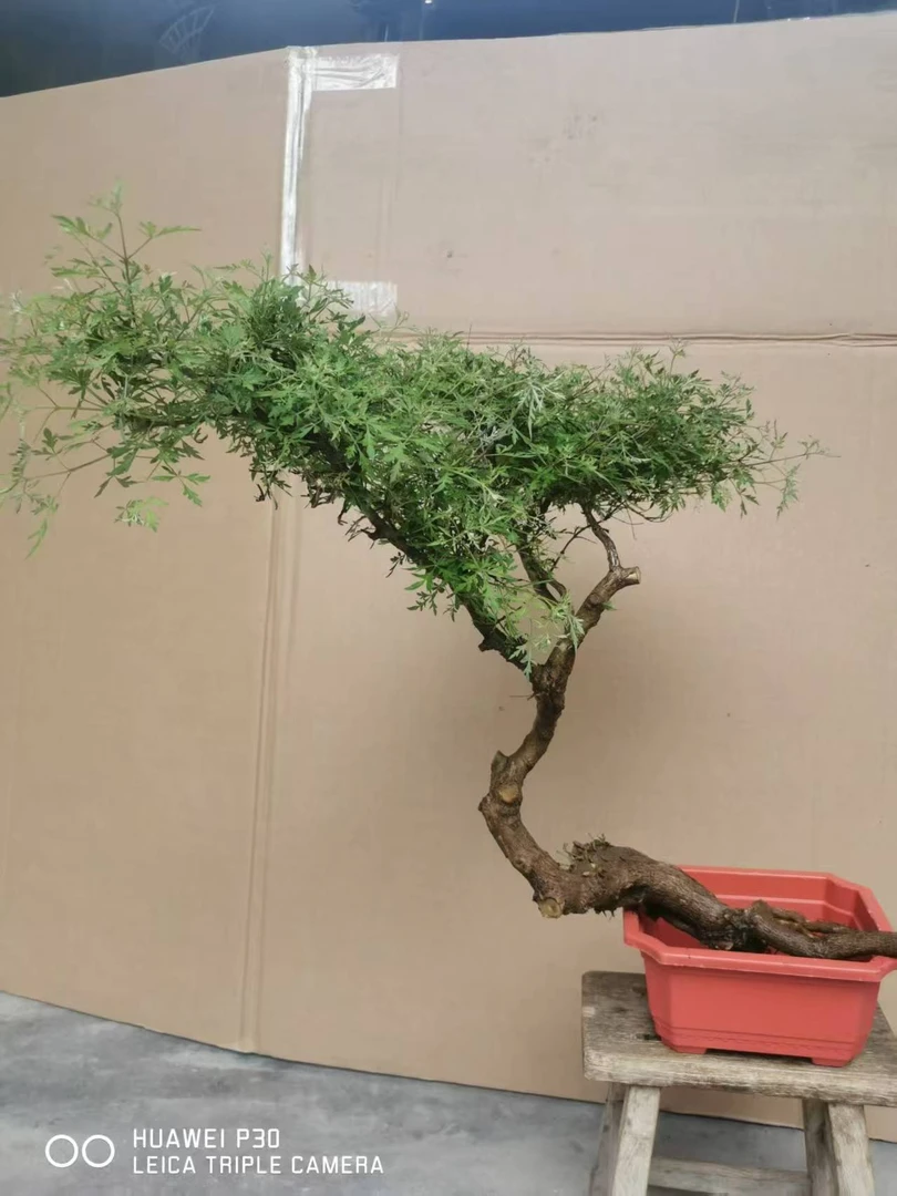 黄荆，盆景绿植，图片仅供参考，以直播间实物为准盆栽盆景植物老桩