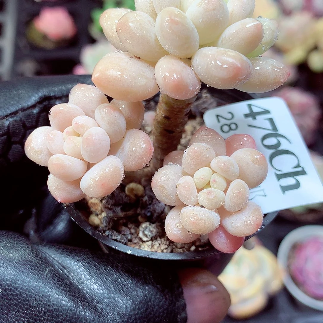 5厘米盆精控多肉476