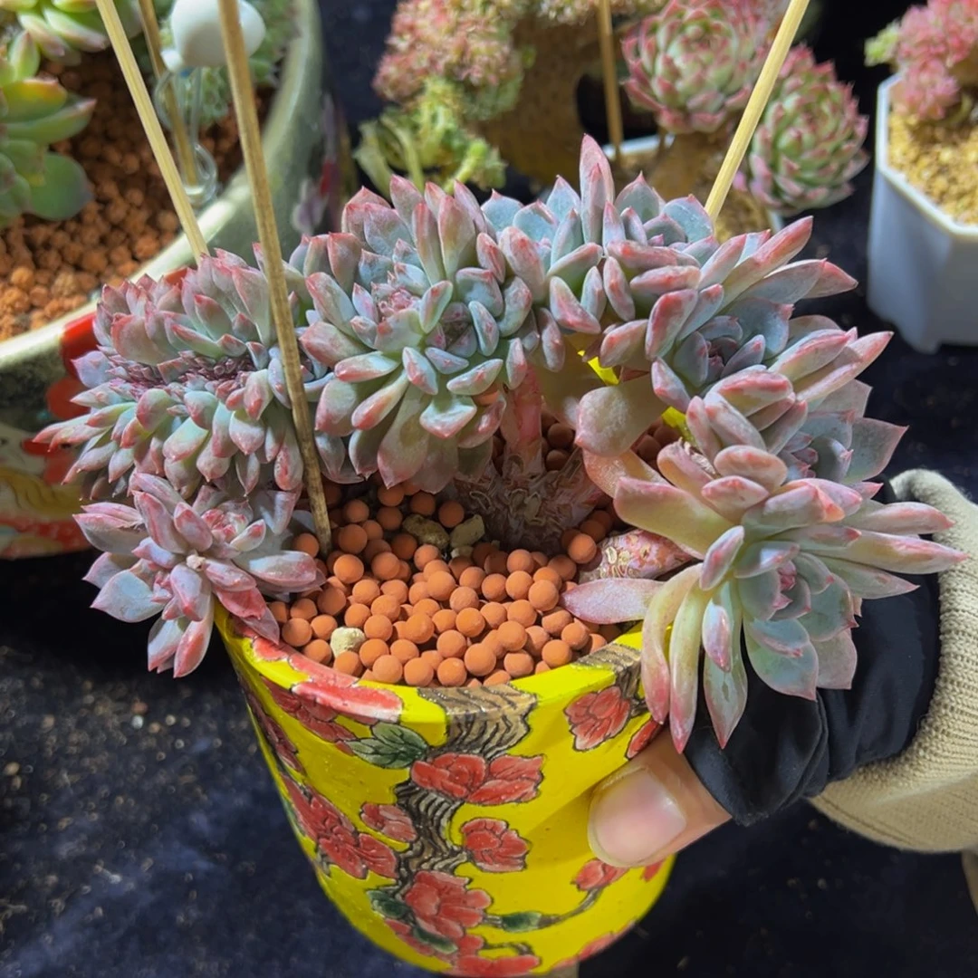 车厘子冰魄缀11朵朵缀