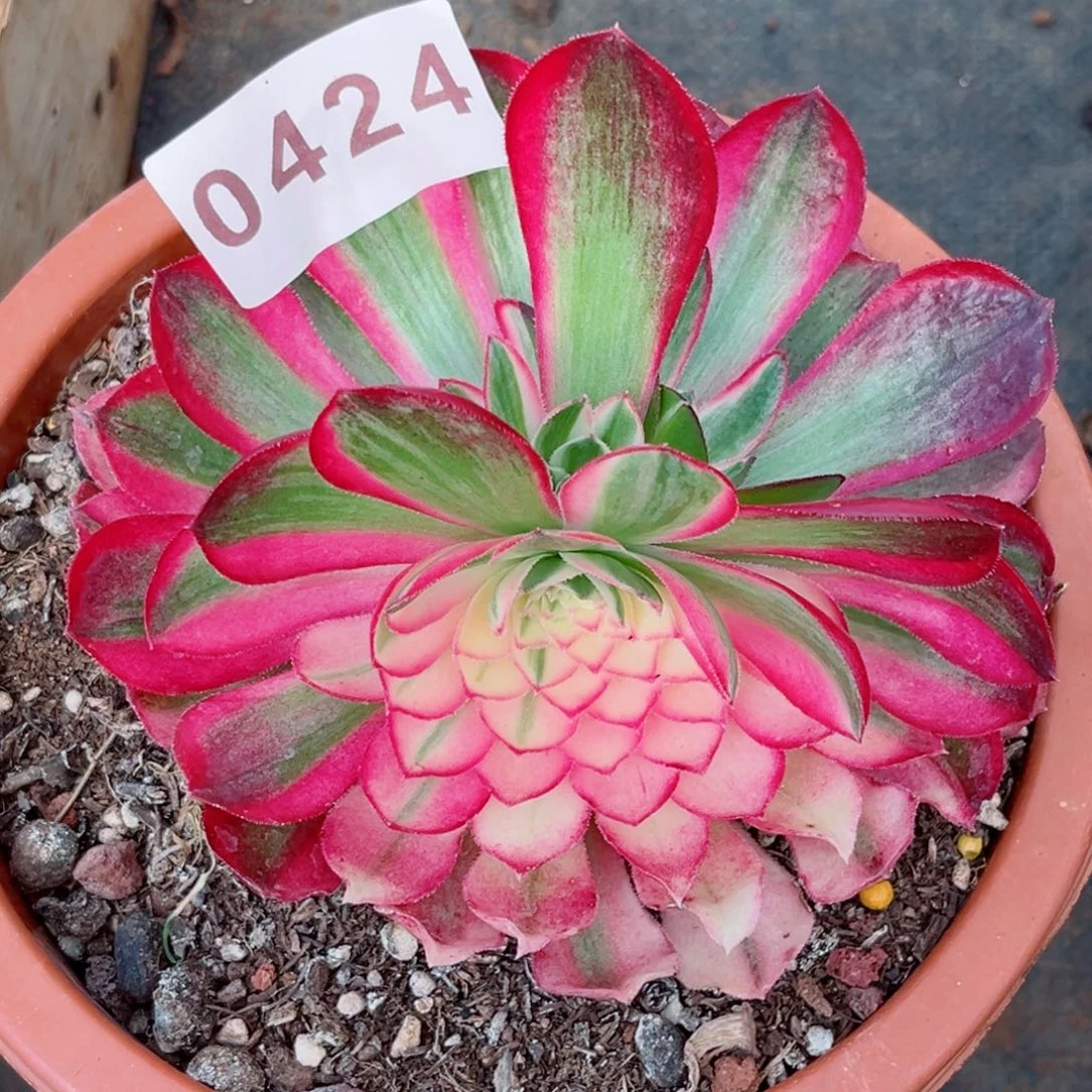 新品孔雀翎多肉发货