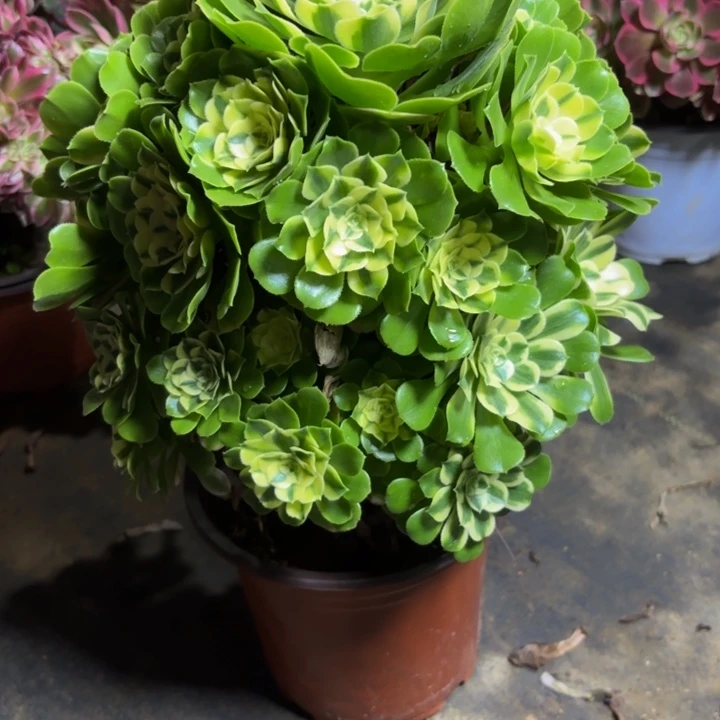 瑞妈，，，。。。381-辛尼亚，