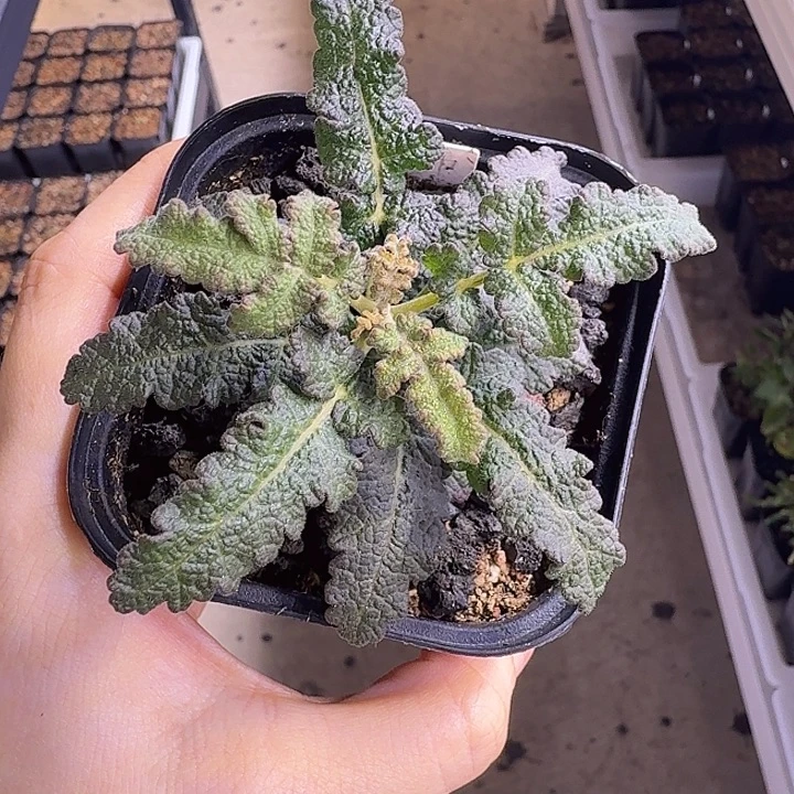 绿色布拉塔乳香橄榄一物一拍