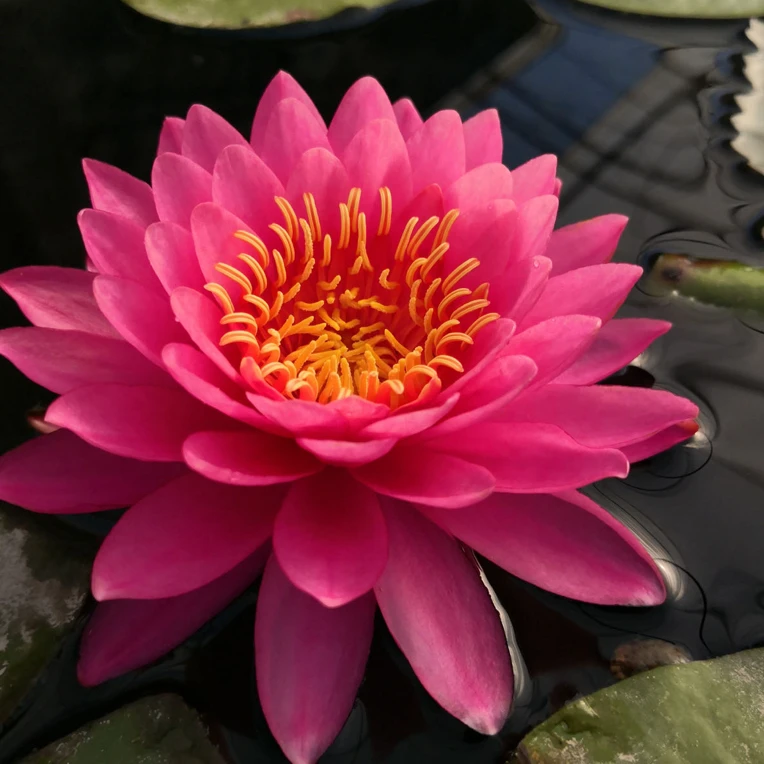 [暹罗小姐]耐寒睡莲带花苞发货水生植物水缸池塘庭院适用