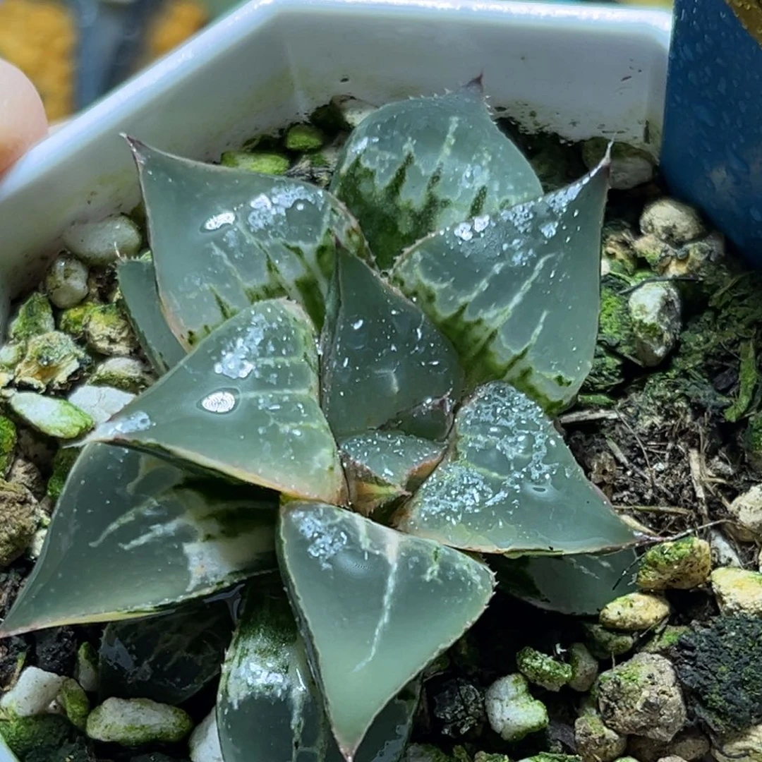 M*!恭喜发财大吉大利680