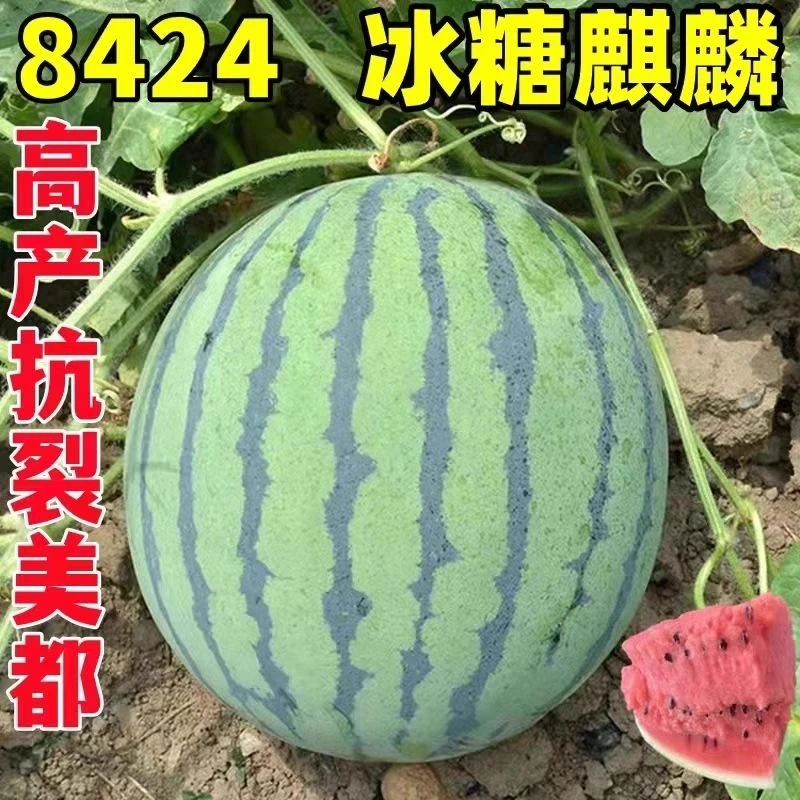 8424麒麟西瓜种苗小院地爬种植西瓜种子
