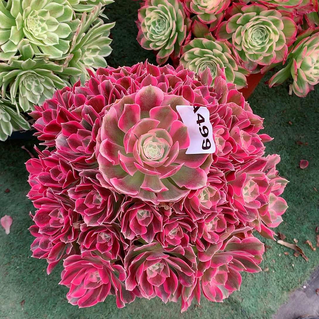 499.粉女郎多肉桩有伤福利出