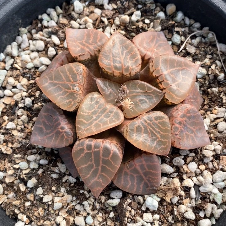 康平101一颗。 随机发货。  福利。