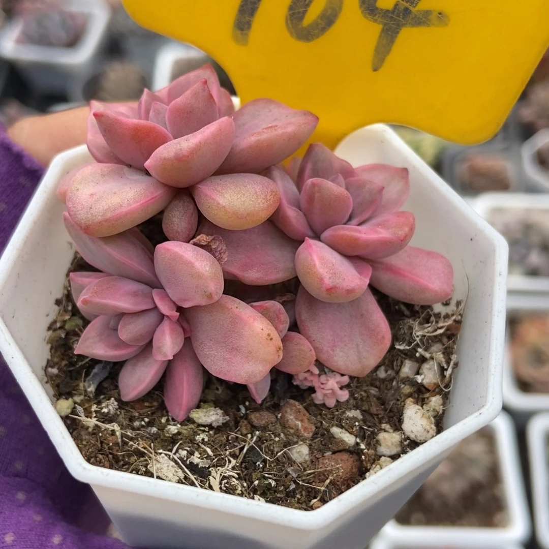 964彩虹糖锦多肉植物