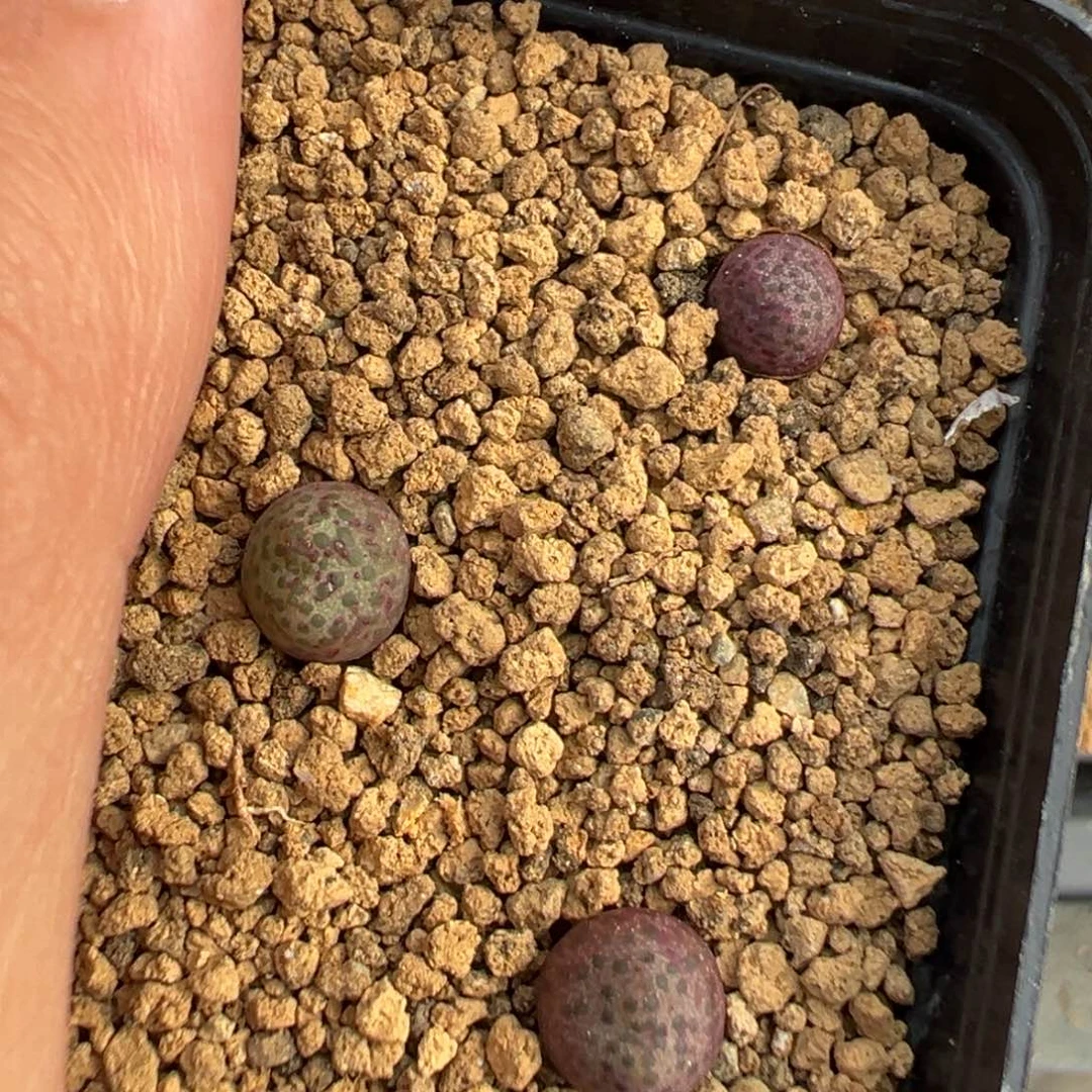 21-04肉锥多肉植物
