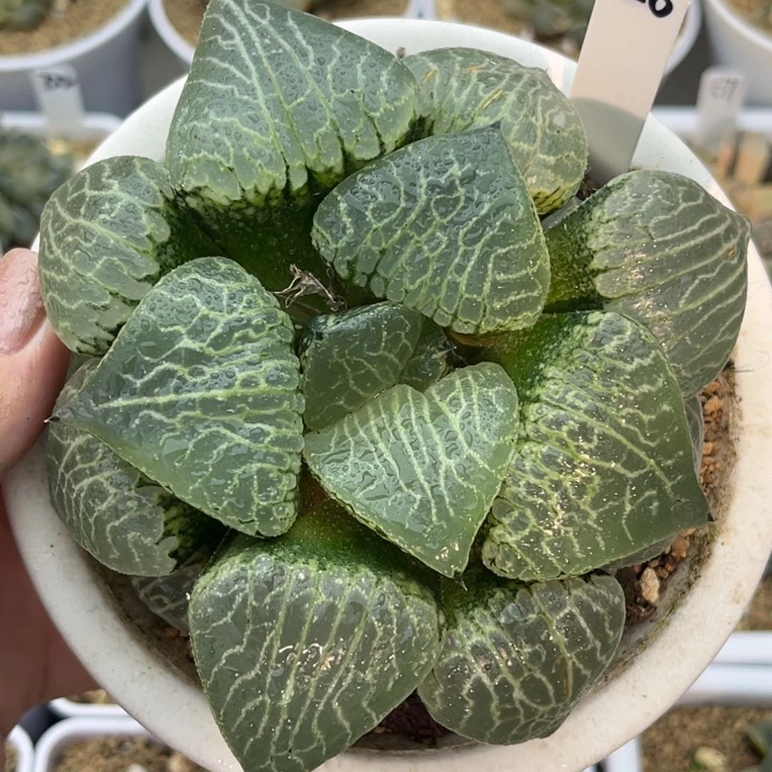 26水晶康平101巨大化梦幻十二卷多肉