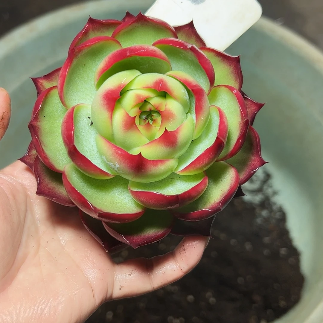 L***娘惊鸿仙子一物一拍