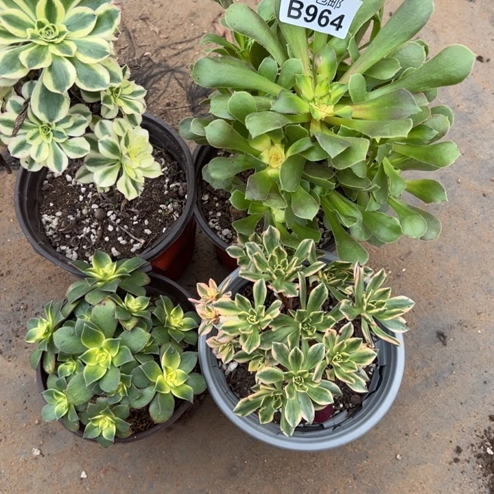 多肉植物964种植物