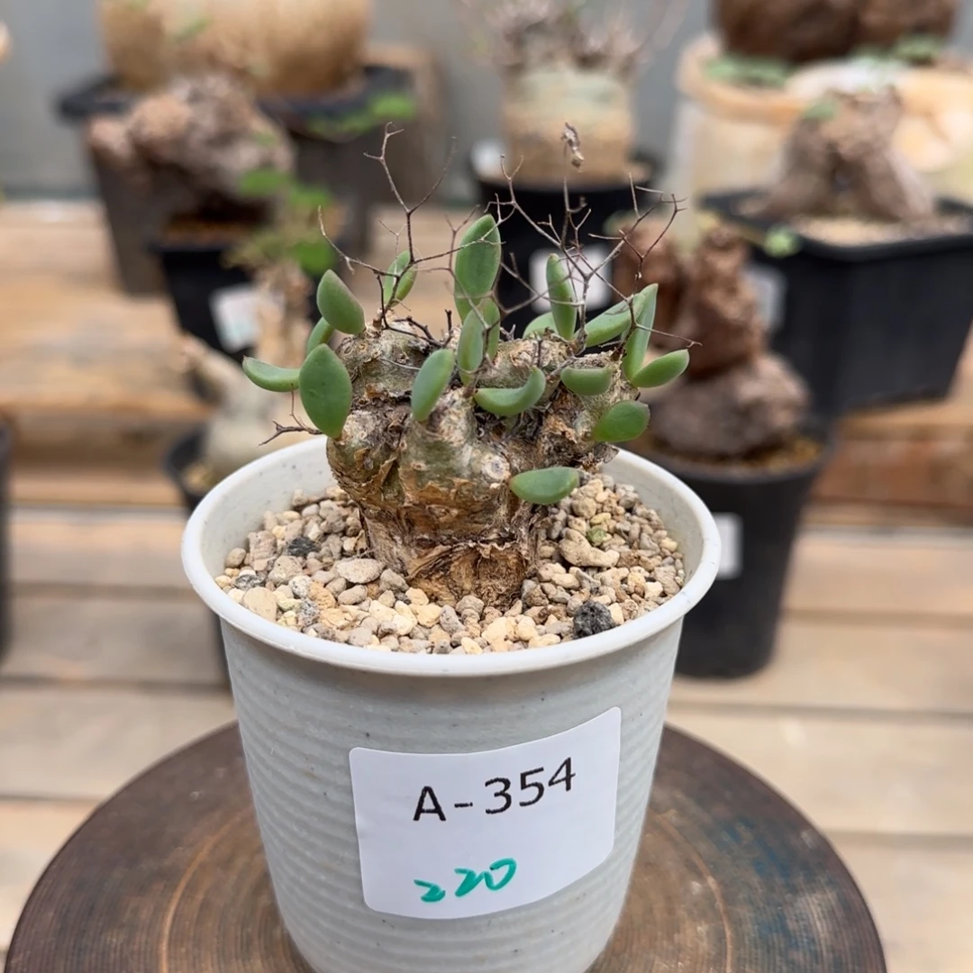 354万物想奇峰锦块根植物