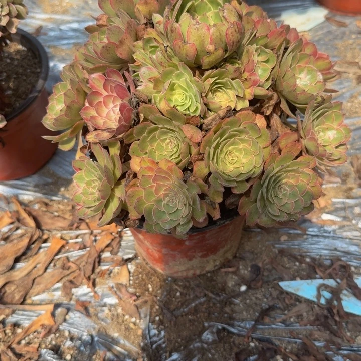504桃花妖。多肉植物
