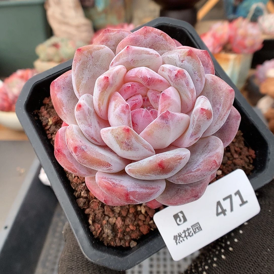 471星影多肉植物6366