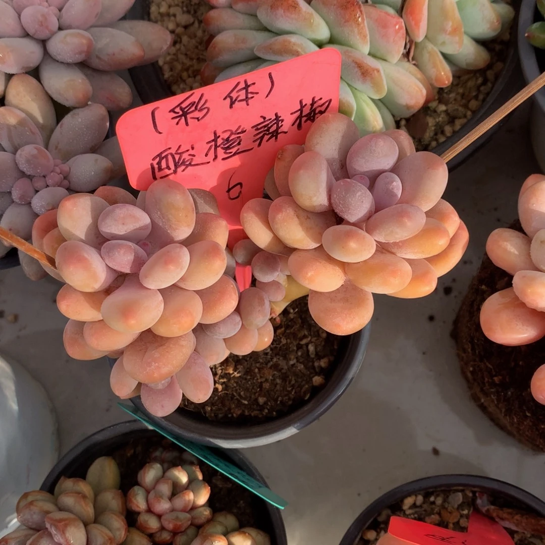 橙雪球7272727272727