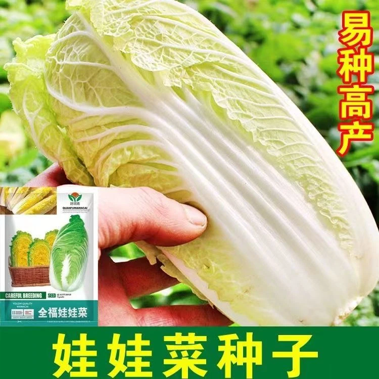 娃娃菜种子黄心金娃娃蔬菜种孑早熟耐寒庭院阳台田园秋冬可播