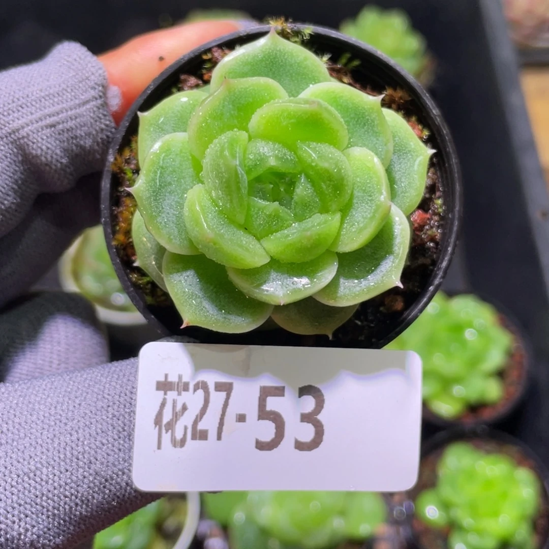花利美27-53新品珍妮